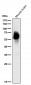 Anti-Phospho-Tau (S396) MAPT Rabbit Monoclonal Antibody